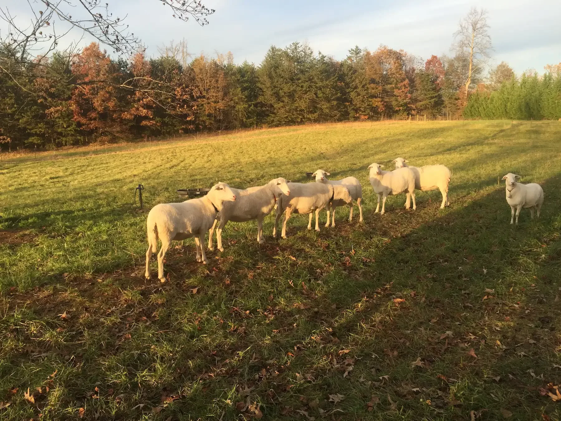 sheep for sale greenville sc